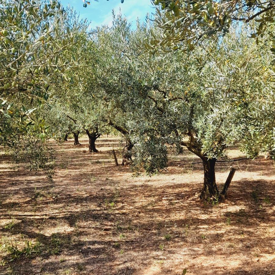 Villa La Ferme Des Oliviers Solliès-Pont Esterno foto